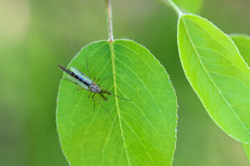 A fly from the family Chironomidae (informally known as chironomids, nonbiting midges, or lake flies) on a green leaf.