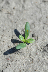 Sugar beet seedling in a crop field in spring.
