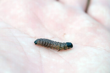 Caterpillar of the owlet moths Noctuidae on hand. Caterpillars are pests of most crops.