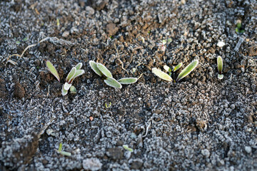 Young red beet plants growing in the garden covered with frost. Spring night frost.
