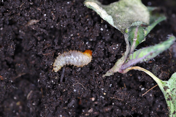 Larva of Otiorhynchus (sometimes Otiorrhynchus) Curculionidae removed from the soil and the radish plant it damaged.