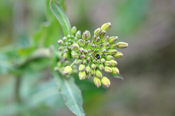 Winter rapeseed flowers damaged by Brassicogethes (formerly Meligethes) aeneus. It is an abundant pollen beetle, important pest of oilseed rape.