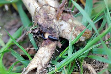 Silphidae beetle larvae on the bones of a dead deer in a crop field.