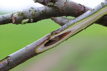Willow shoot in an energy crop plantation injured by weevil beetle, Cryptorhynchus lapathi, from...