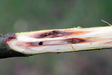 Willow shoot in an energy crop plantation injured by weevil beetle, Cryptorhynchus lapathi, from Curculionidae family.