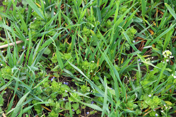 A cereal crop heavily infested with different weed species.