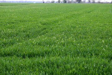 Cereal crop weeded by Capsella bursa-pastoris, known as shepherd's purse. Widespread and common...