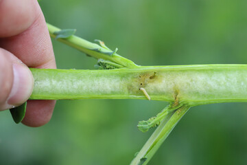 Larva of Cabbage Stem Flea Beetle (Psylliodes chrysocephala) in damaged plant of Oilseed Rape (Brassica napus)