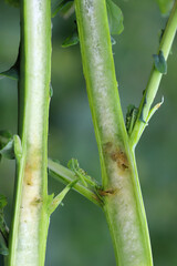 Obraz premium Oilseed Rape plant (Brassica napus) injured by Cabbage Stem Flea Beetle (Psylliodes chrysocephala).