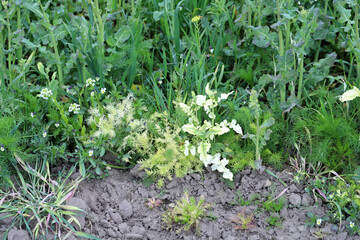 Phytotoxicity effect on plants following the drift of an herbicide applied to an adjacent crop.