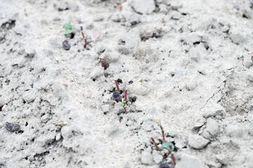 Young lupine plants eaten by the animals during emergence. Damage caused by wildlife. Agronomy