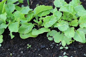 Young radish plants injured by snails.