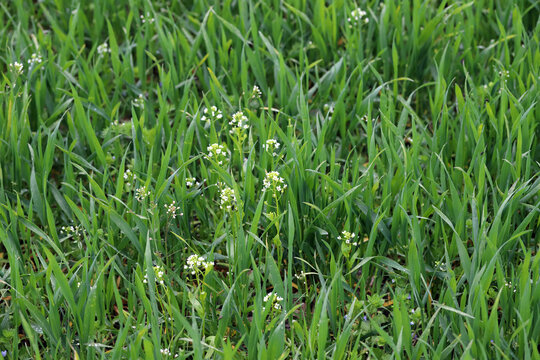Cereal crop weeded by Capsella bursa-pastoris, known as shepherd's purse. Widespread and common weed in agricultural and horticultural crops.