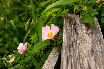 Pink rosehip flower near an old broken fence
