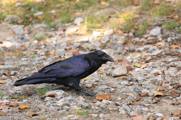 Fototapeta premium Northern Raven, Corvus corax, standing on ground