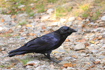 Alert Northern Raven, Corvus corax, standing on ground