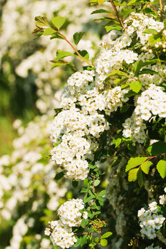 Natural background with blooming sprig of spirea