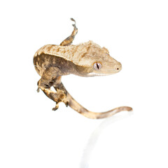 Fototapeta premium New Caledonian crested gecko isolated on white
