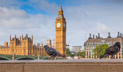 London Big Ben and pigeons