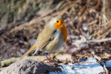 European robin in Denmark at winter season