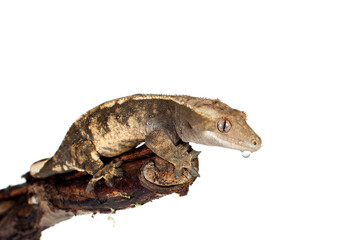 New Caledonian crested gecko isolated on white