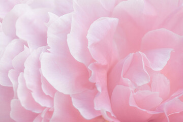 Pink peony