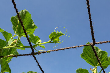 Agricultural Crops and Green Plants