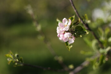 SPRING TREES IN BLOSSOM