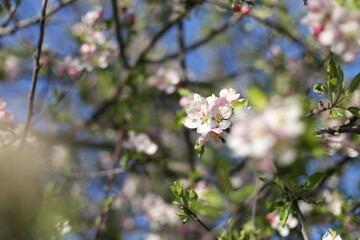 SPRING TREES IN BLOSSOM