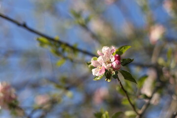 SPRING TREES IN BLOSSOM