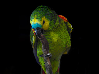 Turquoise-fronted Amazon Biting Branch