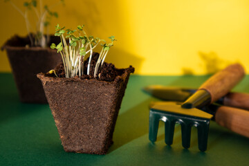 Sprouted seeds in a peat pot, ready for planting for the greenhouse. Spring background. Seedlings...
