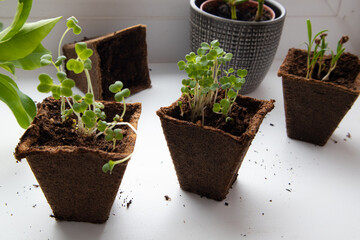 Photo of germinating seedlings ready for the greenhouse. Spring background. Seedlings in the spring on the window. Sprouts in a peat pot on the window.