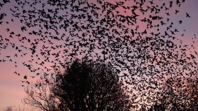 Thousands of starlings lift off from their roosting site in early morning