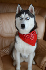 Cute Siberian husky wearing red bandana, sitting in the room on a sofa