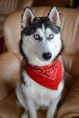 Cute Siberian husky wearing red bandana, sitting in the room on a sofa