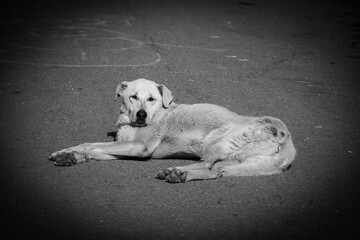 street dog animal rights