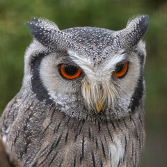Northern white-faced owl (Ptilopsis leucotis) closeup portrait