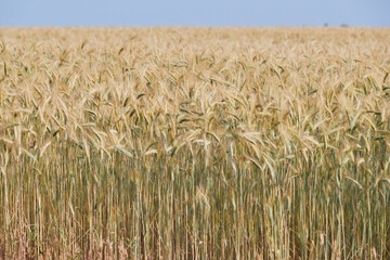 Wheat ears on a wind in somewhere in Provence at sunset, France, yellow warm light, ripe cones, horizon, golden colored