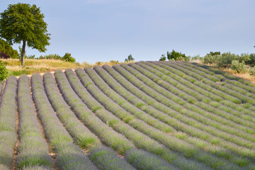 Huge Field of rows of lavender in France, Valensole, Cote Dazur-Alps-Provence, purple flowers, green stems, combed beds with perfume base, panorama, perspective, trees and mountains are on background