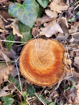 Tronc d'arbre 