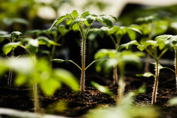 Group of green seedlings of tomato plant growing in rich soil inside modern vertical farm with focus on one of them