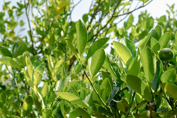 Lime Plant and green leafs in the garden