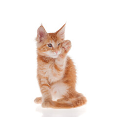 Red Maine Coon cat isoated on white