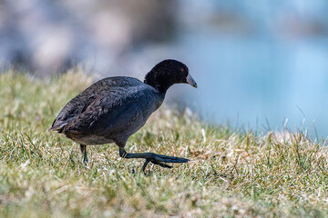 Fototapeta premium Common coots have big feet 
