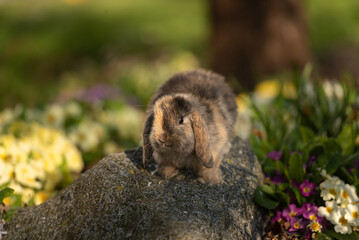 cute baby rabbit outside in garden