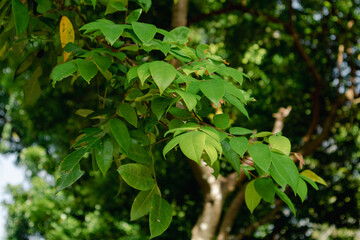 Green Branches and Fresh Leafs