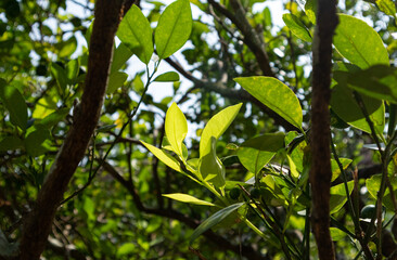 Close up of a lime tree leafs