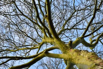 Plane tree from below against the sky