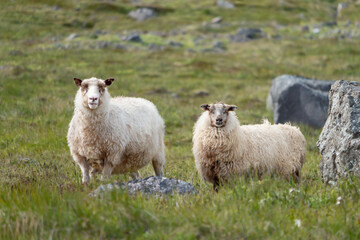Two Goats in field grass in Iceland